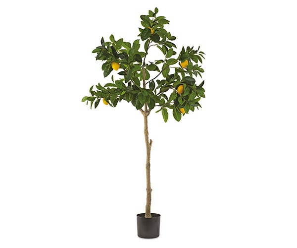 ALBERO LIMONI CON VASO